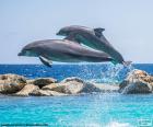 Δύο δελφίνια πηδώντας
